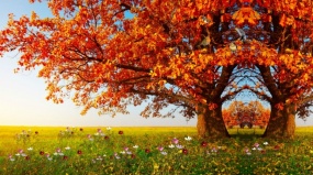 秋天景色红枫叶飘扬flash动画